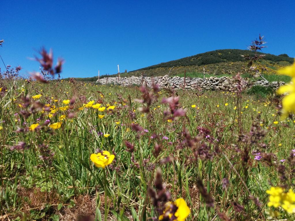 ホテル Hostal Refugio De Gredos ナバレドンダ・デ・グレドス エクステリア 写真