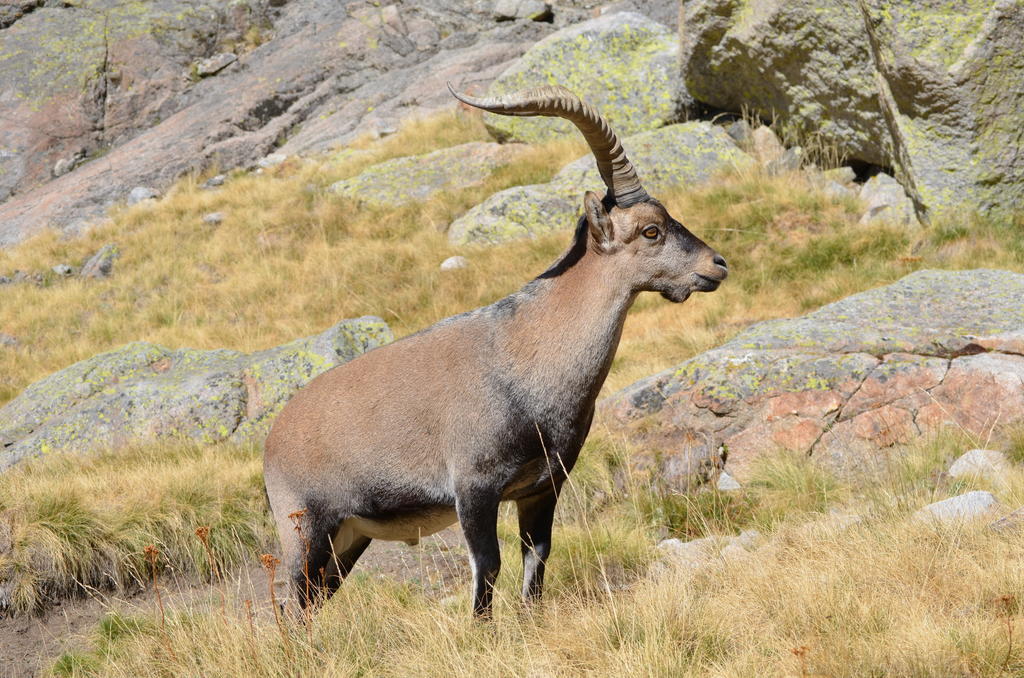 ホテル Hostal Refugio De Gredos ナバレドンダ・デ・グレドス エクステリア 写真