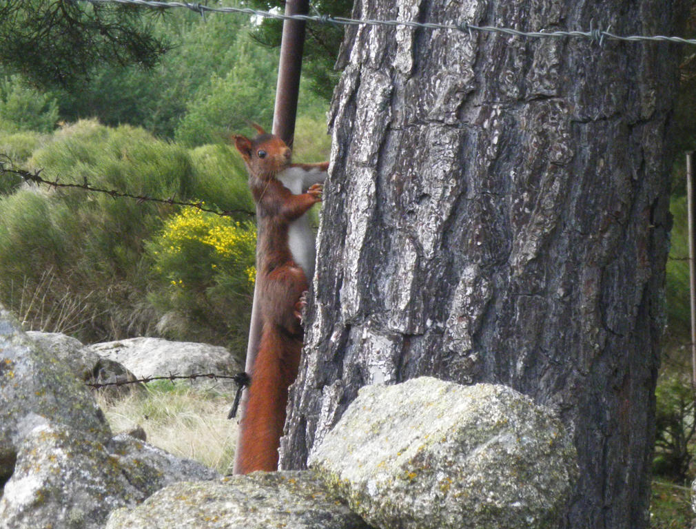 ホテル Hostal Refugio De Gredos ナバレドンダ・デ・グレドス エクステリア 写真